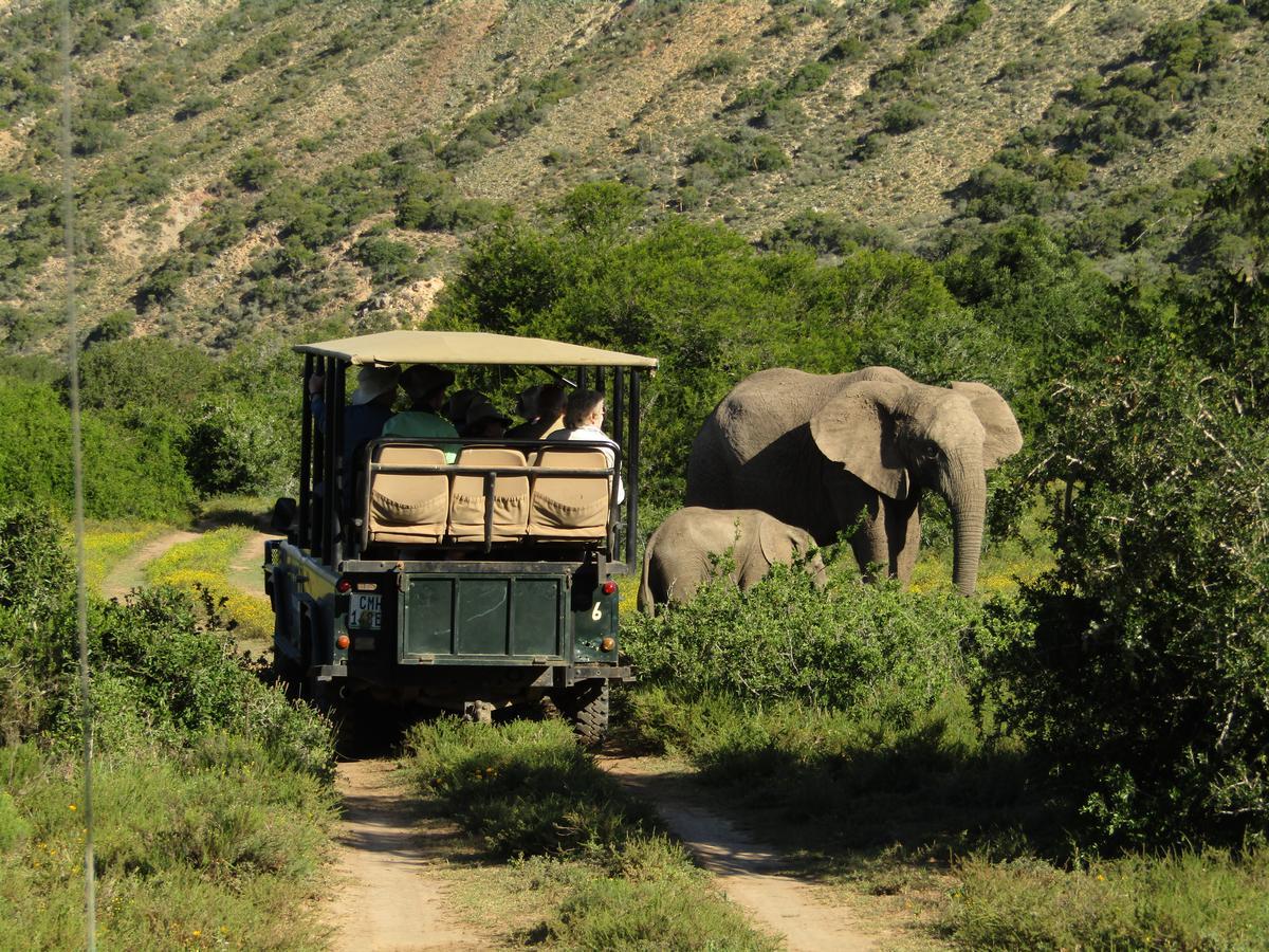 Leeuwenbosch Country House - Amakhala Game Reserve Eksteriør billede