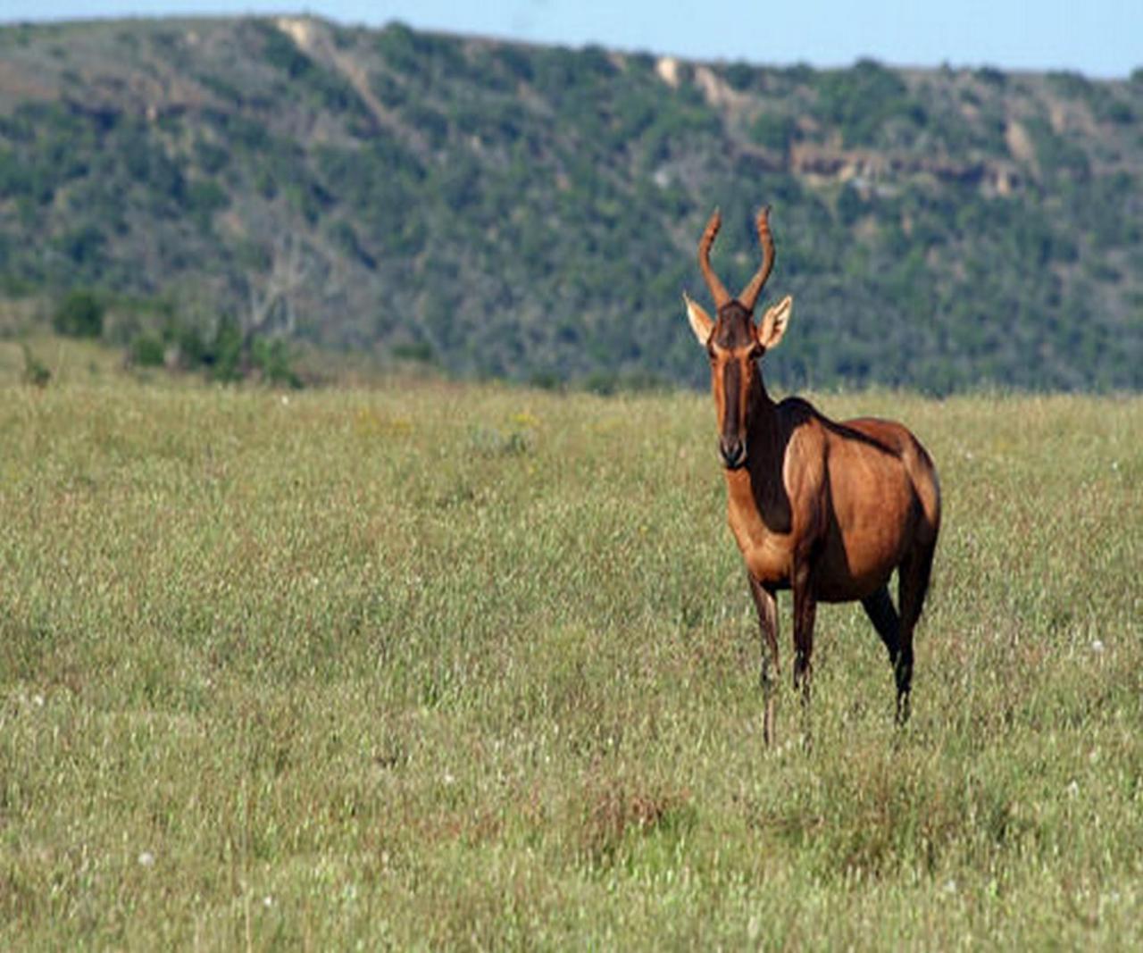 Leeuwenbosch Country House - Amakhala Game Reserve Eksteriør billede